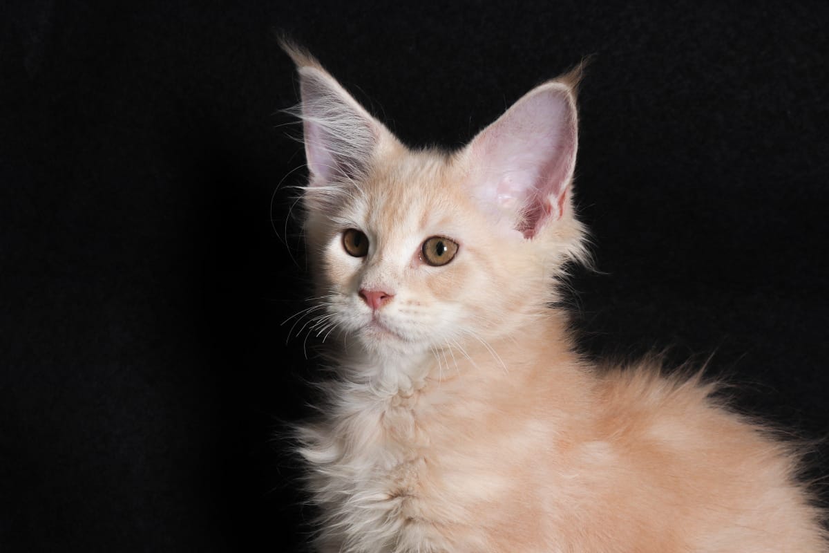 Filhote maine coon